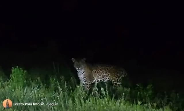 Ará Sunú y Kuarahy Catalino: los yaguaretés que recorren Loreto