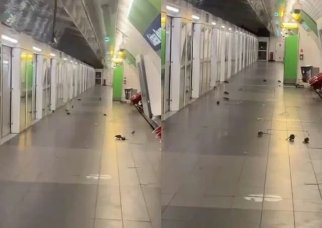 Alerta por invasión de ratas en el metro de París: las imágenes que se viralizaron