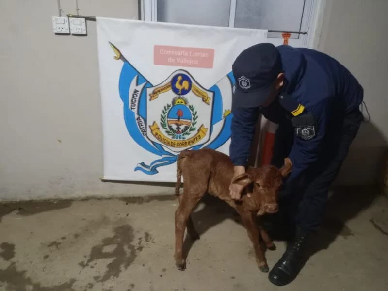 Insólito: huyó de la Policía Rural y arrojó un ternero desde su moto