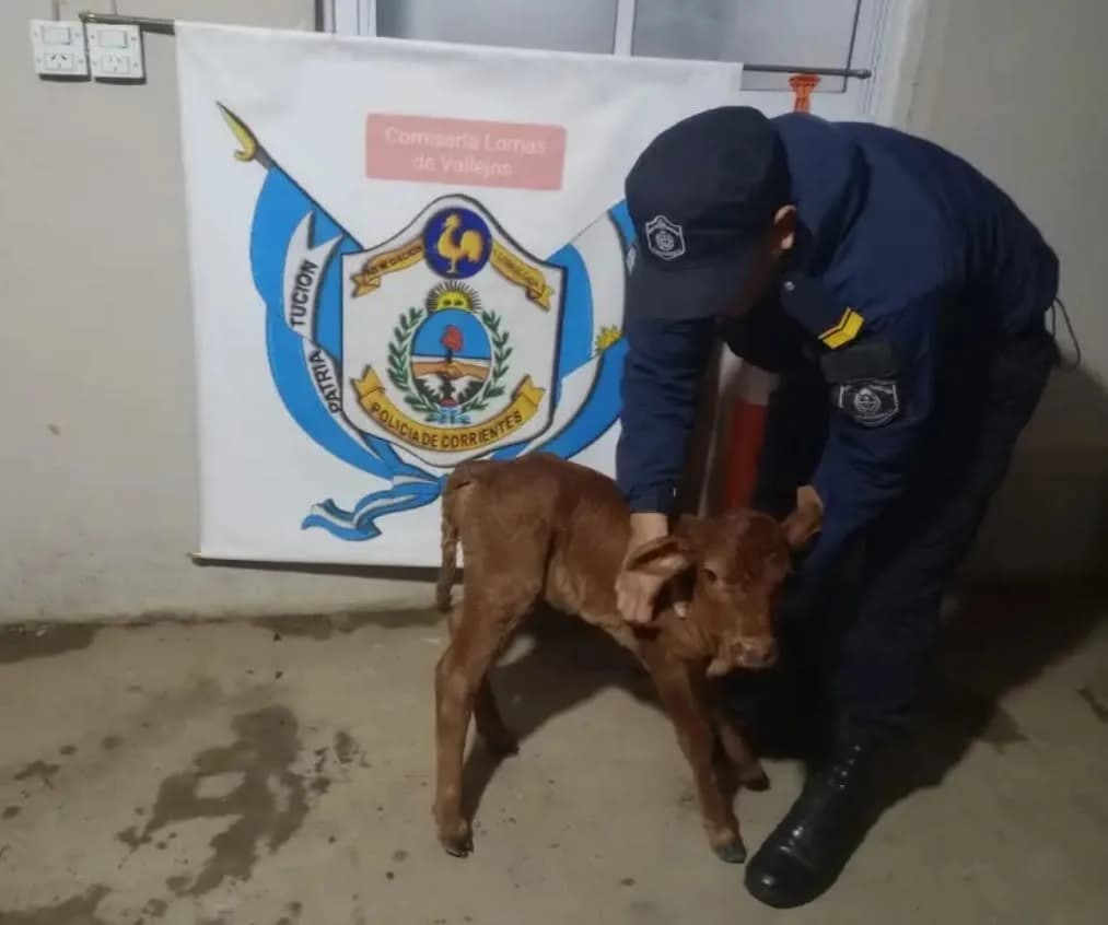 Corrientes: llevaban en moto a un ternero y al ver a la Policía arrojaron al animal