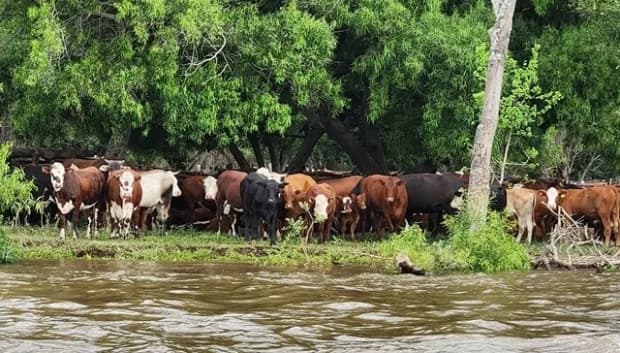 Corrientes: evacúan ganado de las islas y Senasa activa un protocolo sanitario de emergencia