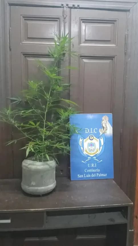 Hallaron y secuestraron una planta de marihuana en plena vía pública
