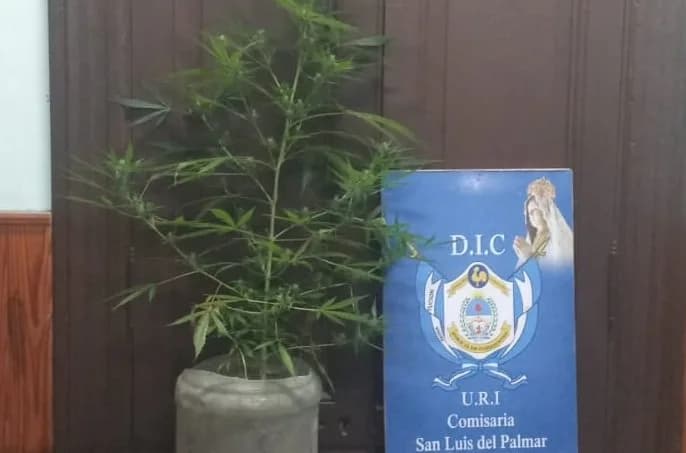 Secuestraron una planta de marihuana en calles de San Luis del Palmar
