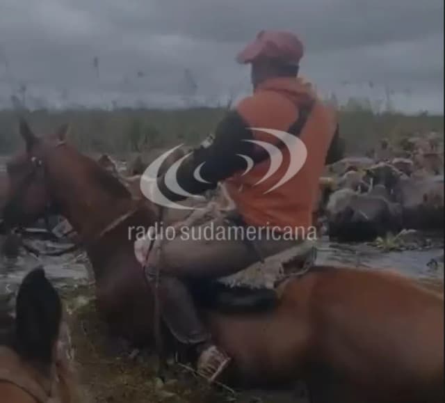 Bella Vista bajo agua: así sacan a los animales de campos inundados