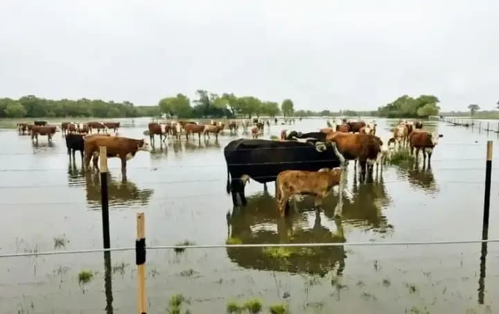 Pequeños productores luchan por salvar su ganado y ya se registran pérdidas