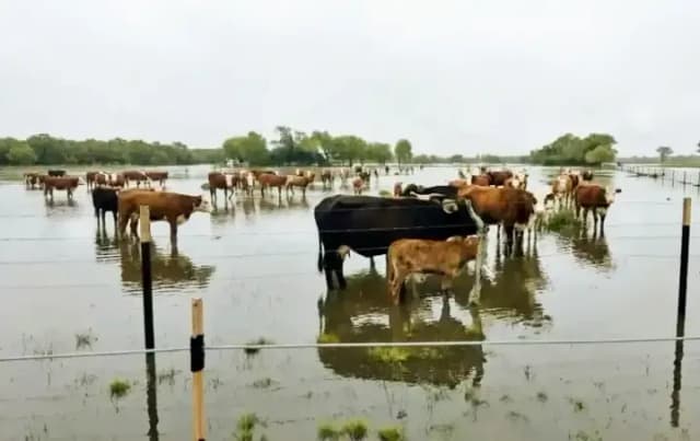 Pequeños productores luchan por salvar su ganado y ya se registran pérdidas