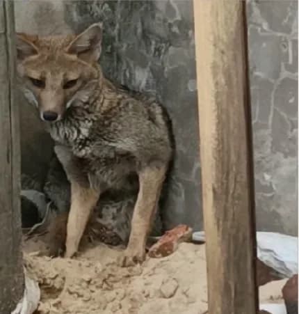 Rescataron a un zorrito herido en plena ciudad en localidad de Corrientes