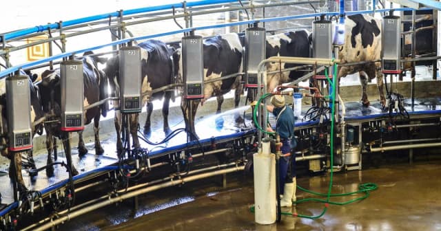 “El más bajo de los últimos 10 años”: el precio de la leche pagado a los productores cayó 14% en septiembre
