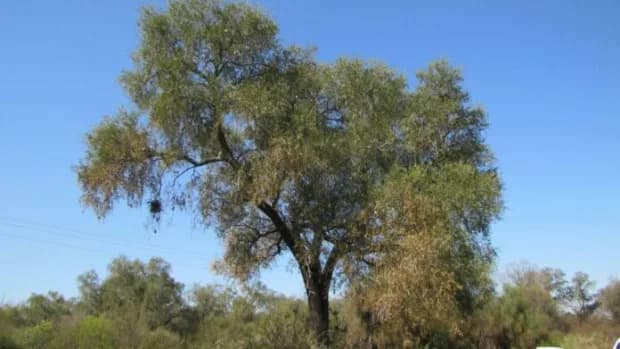 Investigación de la UNNe revela las claves para proteger al quebracho blanco