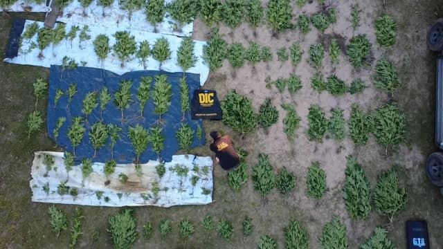 Encontraron una plantación de marihuana durante un allanamiento millonario en Corrientes