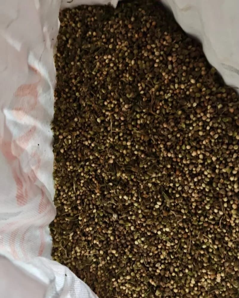 Secuestraron armas y 166 plantas de marihuana tras un allanamiento