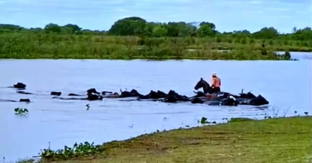 En Santa Fe también esperan la crecida del Paraná y trabajan a contrarreloj para salvar a miles de animales de las islas