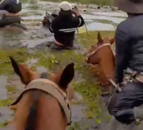 Todavía faltan sacar 11.000 vacas en medio de la urgencia por la crecida del río Paraná en campos de Corrientes