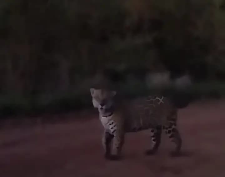 Un yaguareté sorprendió en un camino del Iberá