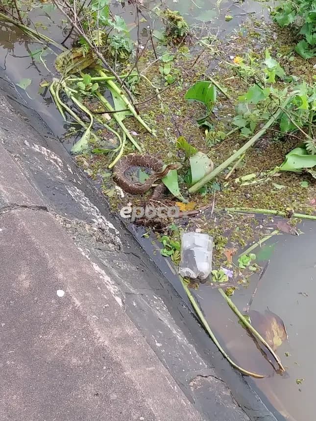 Apareció una yarará y rescataron un tatú mulita en plena costanera