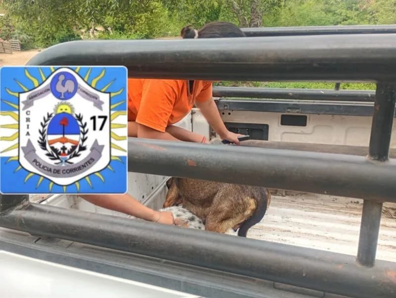 Operativo en el barrio Molina Punta: rescataron a 11 perros que vivían en condiciones precarias