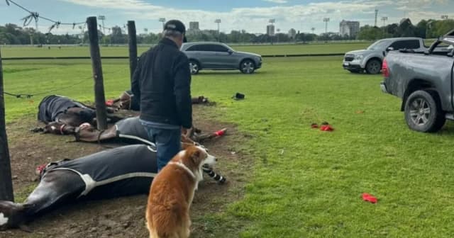 Millonarias pérdidas: cuál es el valor de los caballos de polo que fueron fulminados por un rayo en San Isidro