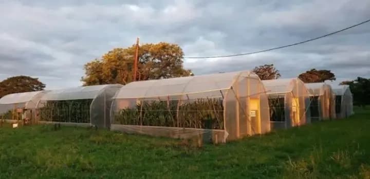 Analizan cómo el calor y la falta de agua afectan la formación de granos en dos híbridos de maíz