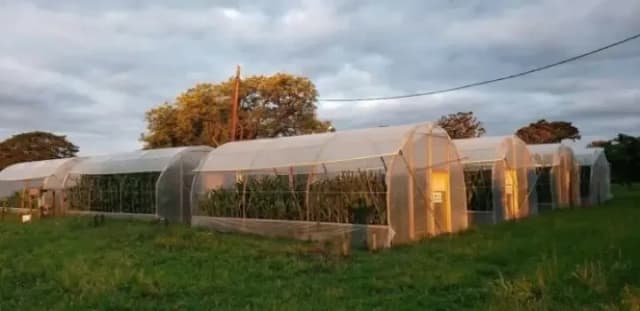 Analizan cómo el calor y la falta de agua afectan la formación de granos en dos híbridos de maíz