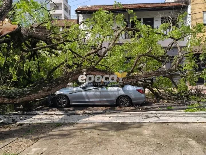 Corrientes: un enorme árbol aplastó su auto en pleno centro y se salvó de milagro