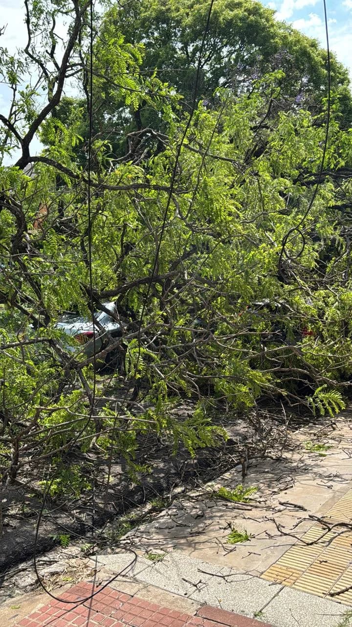 Un enorme árbol cayó sobre un auto frente al Cambá Cuá
