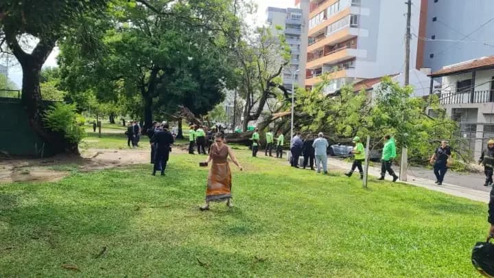 Gigantesco árbol aplastó un auto en el Parque Cambá Cuá