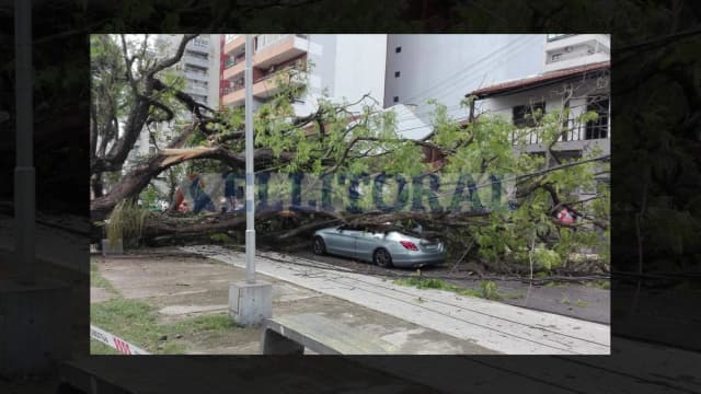 "Es un milagro que esté viva", dijo la conductora a quien le cayó un árbol en Corrientes