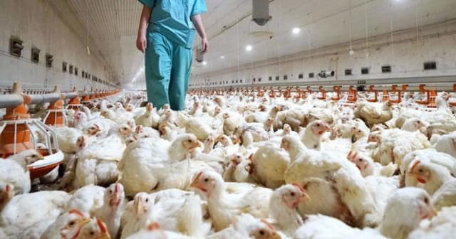 Tras la detección de una grave enfermedad en Brasil, Argentina suspendió las importaciones de carne aviar procedentes de una zona limítrofe