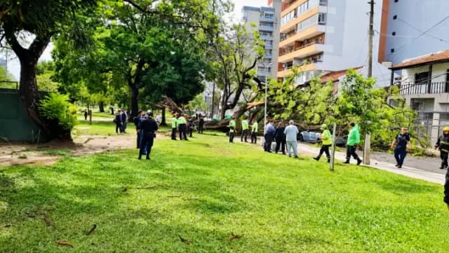 Árboles caídos