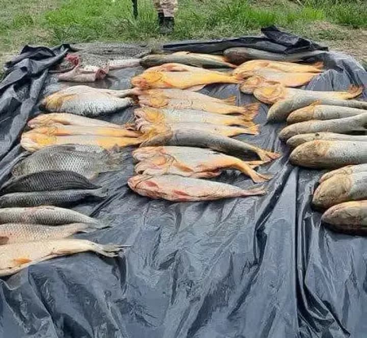 Incautaron 220 kilos de pescado en plena veda
