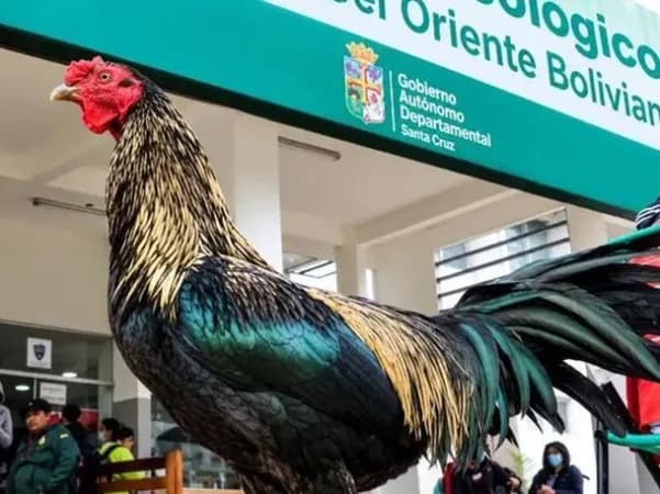La conmovedora historia de Martín, el gallo que lleva 8 años esperando a su dueño afuera de un hospital