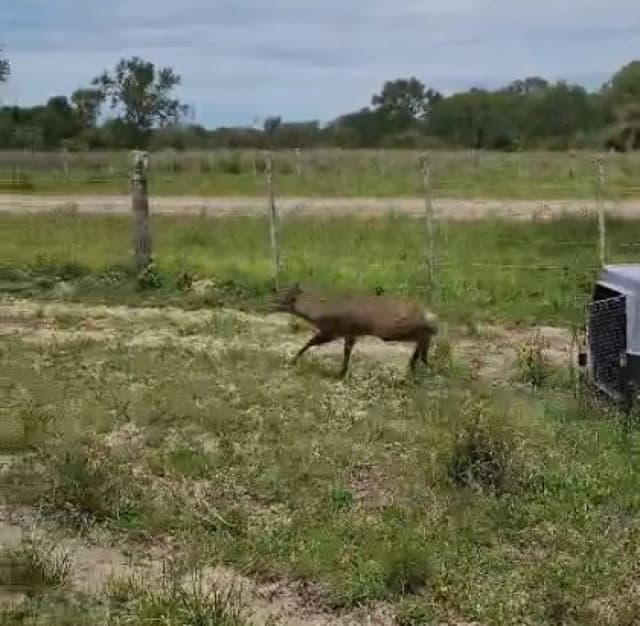 Cómo afecta a los animales las inundaciones en Corrientes