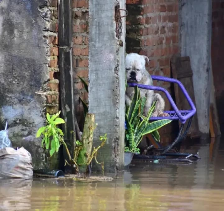 La otra cara de las inundaciones: "La gente está abandonando a sus mascotas"