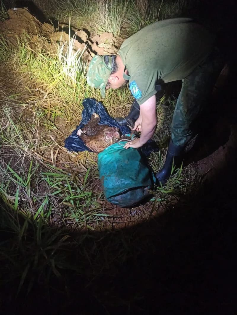 Golpe al abigeato: detienen a cuatro personas con más de 120 kilos de carne vacuna recién faenada
