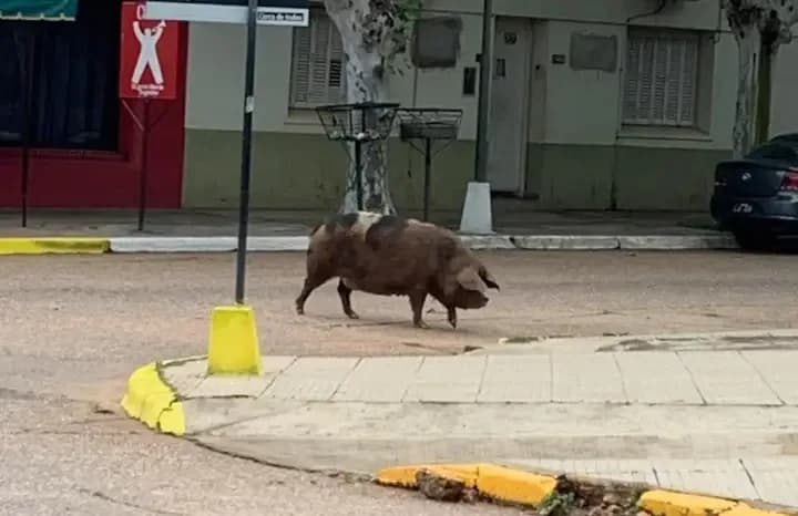 Un chancho suelto en pleno centro