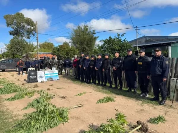 Incautaron 49 plantas de marihuana en una vivienda