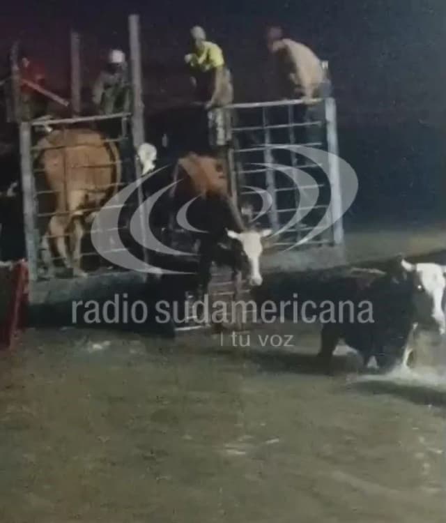 Inundaciones en Corrientes: productores trabajan para rescatar animales de las islas