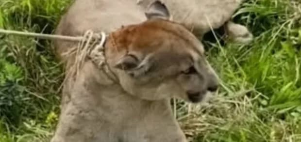 Denuncian que peones habrían matado a un puma en una estancia de Corrientes