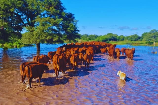 La crecida impacta sobre  provincias con importante stock