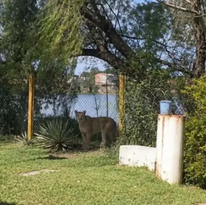 Una imagen creada con IA simuló la presencia de un puma en Resistencia