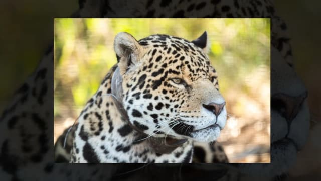 El Parque Nacional El Impenetrable celebró 12 años de conservación y turismo sustentable