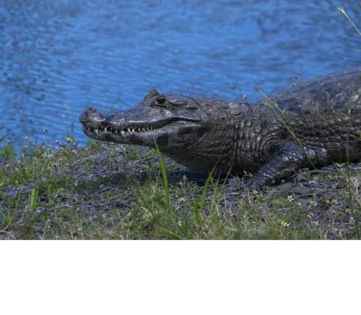 Riesgos para la fauna silvestre por el Fenómeno de El Niño: desplazamientos, enfermedades y estrés