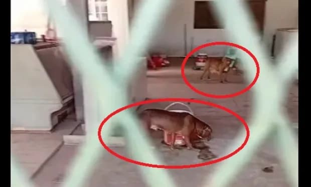 Denuncian abandono de dos perros de raza pitbull en un barrio de Corrientes