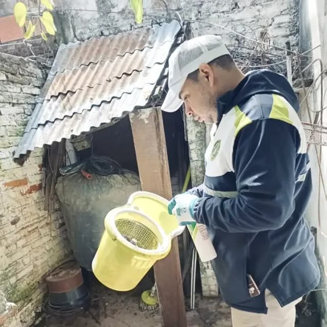 Dengue: recuerdan la necesidad de eliminar criaderos de mosquitos