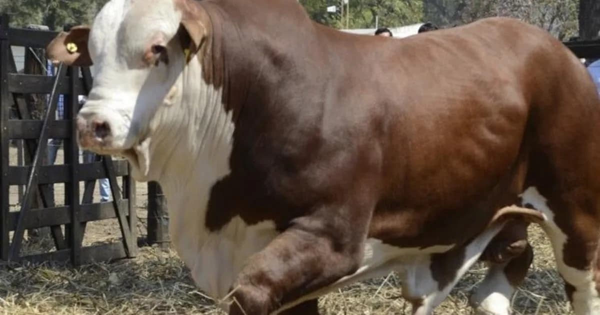 El boom de la genética: el valor de los toros reproductores subió más de 60% y el precio ya promedia los $ 9,8 millones