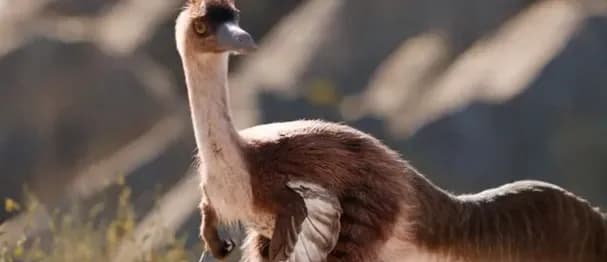 Descubren en Neuquén un dinosaurio carnívoro de siete metros que vivió hace 86 millones de años