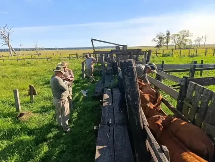 Denunció el robo de 23 vacas, terminó investigado por ocultar 248 animales en otro campo