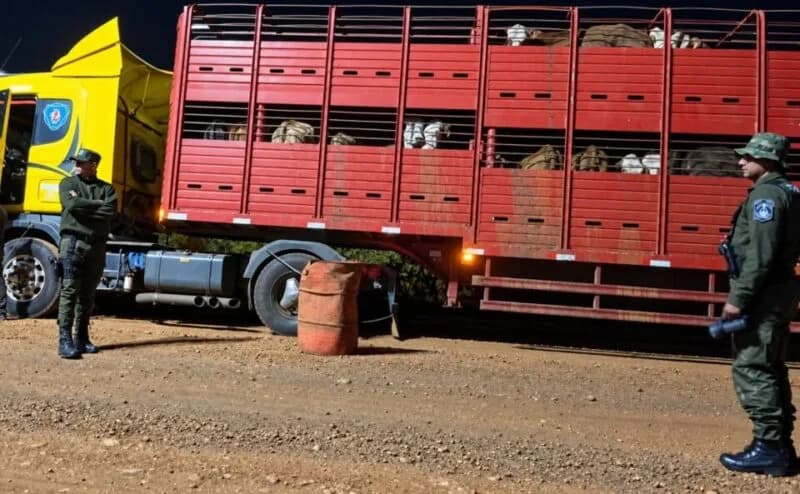 Secuestran un camión con 60 vacunos e imponen una multa millonaria