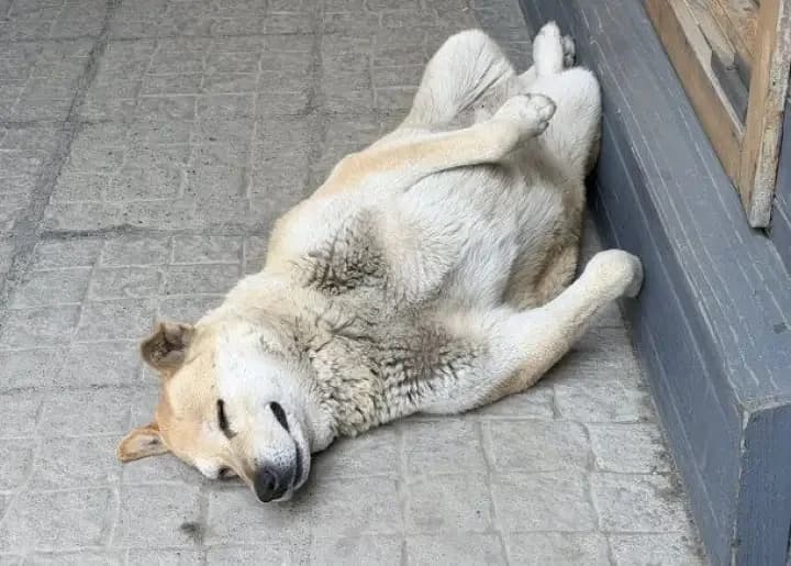 Una perrita se hizo viral por su curiosa forma de dormir