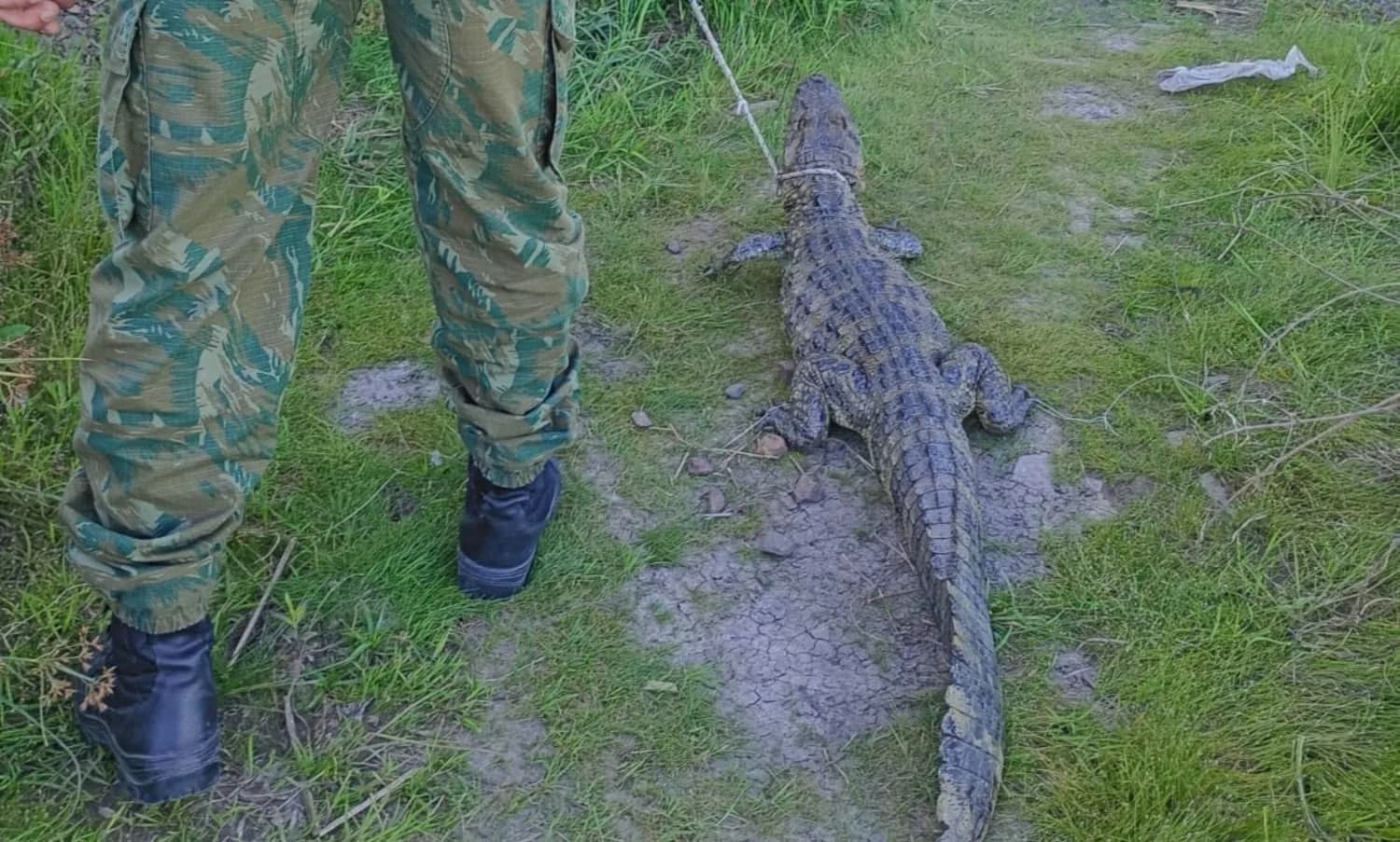 Curuzú Cuatía: una mujer encontró un yacaré de un metro y medio en el patio de su casa